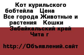Кот курильского бобтейла › Цена ­ 5 000 - Все города Животные и растения » Кошки   . Забайкальский край,Чита г.
